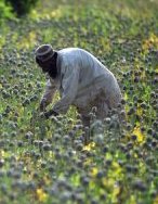 [Brève] Afghanistan : la production d’opium repart à la hausse en 2011 thumbnail